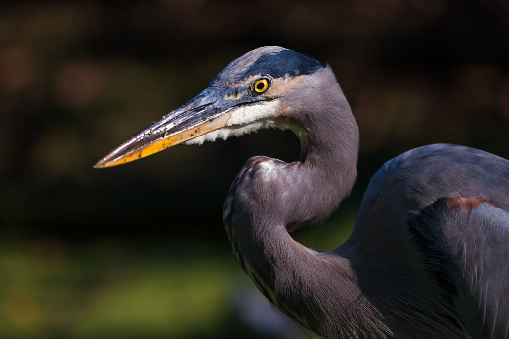 Blue heron looking for food at the I-20 Wildlife Preserve